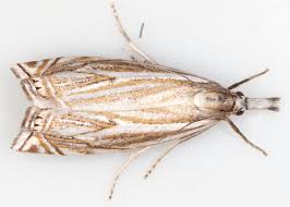 Attēlu rezultāti vaicājumam “Crambus lathoniellus”