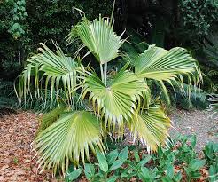 Attēlu rezultāti vaicājumam “Poa remota leaf”