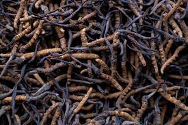 Attēlu rezultāti vaicājumam “Cordyceps stylophora”