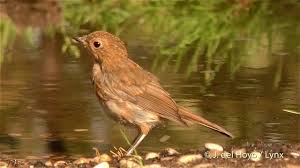 Image result for Erithacus rubecula