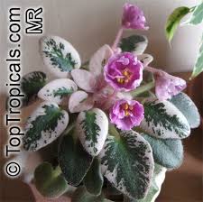 Image result for Saintpaulia ionantha Culitvar