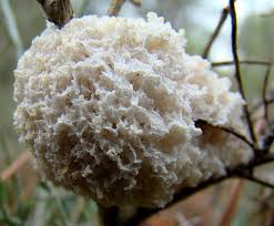 Attēlu rezultāti vaicājumam “Fuligo cinerea”