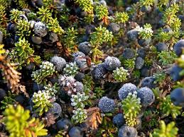 Attēlu rezultāti vaicājumam “Empetraceae”