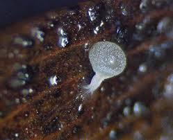 Attēlu rezultāti vaicājumam “Diderma rufostriatum young”