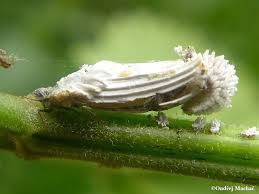 Attēlu rezultāti vaicājumam “Orthezia urticae”