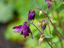 Attēlu rezultāti vaicājumam “Aquilegia vulgaris leaf”