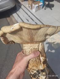 Image result for macrocybe titans
