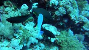 Image result for Naso hexacanthus