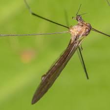 Attēlu rezultāti vaicājumam “Limoniidae”