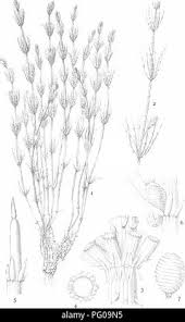 Attēlu rezultāti vaicājumam “Chara rudis”