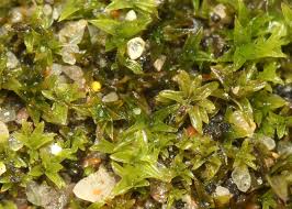 Attēlu rezultāti vaicājumam “Didymodon tophaceus”