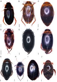 Attēlu rezultāti vaicājumam “Dytiscidae”