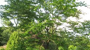 Attēlu rezultāti vaicājumam “Cladrastis kentukea”