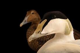 Attēlu rezultāti vaicājumam “Somateria mollissima male”