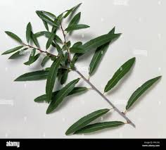 Attēlu rezultāti vaicājumam “Salix daphnoides leaf”