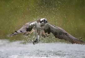 Attēlu rezultāti vaicājumam “Pandion haliaetus adult”