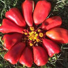 Afbeeldingsresultaat voor lipstick hot pepper