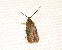 Attēlu rezultāti vaicājumam “Agonopterix hypericella imago”