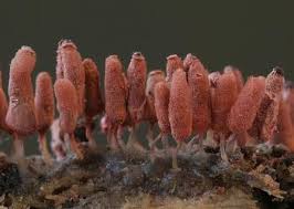 Attēlu rezultāti vaicājumam “Arcyria denudata spores”