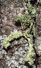 Attēlu rezultāti vaicājumam “Ramalina pollinaria”