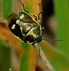 Attēlu rezultāti vaicājumam “Eurydema oleracea”