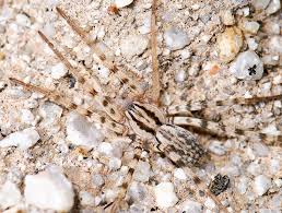 Attēlu rezultāti vaicājumam “Miturgidae”