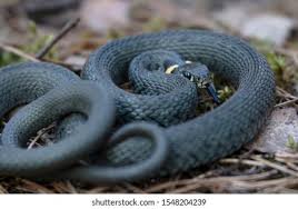 Attēlu rezultāti vaicājumam “Natrix natrix”