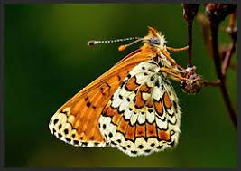 Attēlu rezultāti vaicājumam “Melitaea cinxia underside”