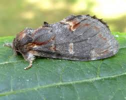 Attēlu rezultāti vaicājumam “Notodonta dromedarius”