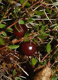 Attēlu rezultāti vaicājumam “Oxycoccus fruit”