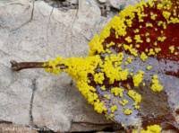 Attēlu rezultāti vaicājumam “Physarum virescens young”