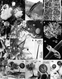 Attēlu rezultāti vaicājumam “Stemonitis flavogenita”