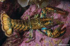 Image result for Homarus americanus