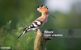 Attēlu rezultāti vaicājumam “Upupa epops adult”