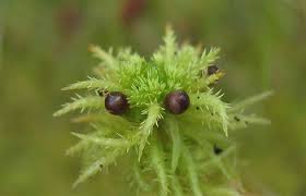 Attēlu rezultāti vaicājumam “Straminergon stramineum”