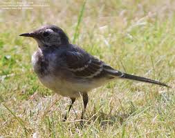 Attēlu rezultāti vaicājumam “Motacilla alba juvenile”