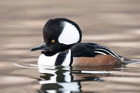Attēlu rezultāti vaicājumam “Mergus merganser male”
