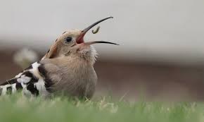 Attēlu rezultāti vaicājumam “Prunella modularis adult”