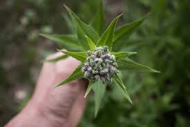 Attēlu rezultāti vaicājumam “Hesperis matronalis bud”