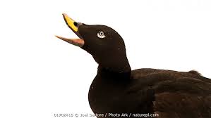 Attēlu rezultāti vaicājumam “Melanitta fusca male”