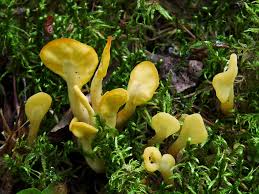 Attēlu rezultāti vaicājumam “Spathularia flavida”