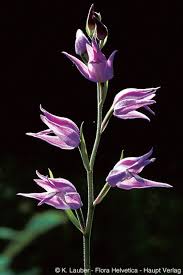 Attēlu rezultāti vaicājumam “Cephalanthera rubra”