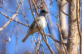 Attēlu rezultāti vaicājumam “Sylvia atricapilla”