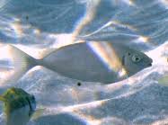 Image result for Siganus rivulatus