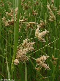 Attēlu rezultāti vaicājumam “Bolboschoenus maritimus”