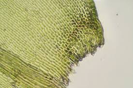 Attēlu rezultāti vaicājumam “Isothecium alopecuroides”