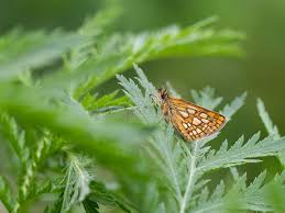Attēlu rezultāti vaicājumam “Carterocephalus palaemon underside”