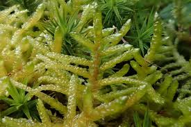 Attēlu rezultāti vaicājumam “Pseudoscleropodium purum”