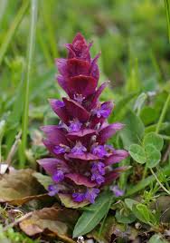 Attēlu rezultāti vaicājumam “Ajuga pyramidalis”