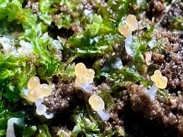 Attēlu rezultāti vaicājumam “Arcyria cinerea young”